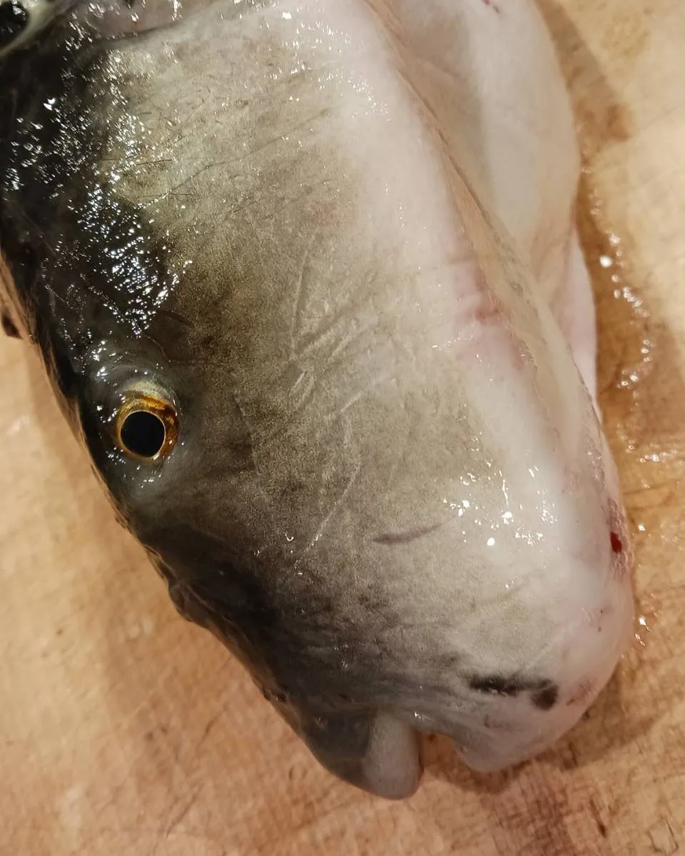 本日も色々な食材仕入れてます！