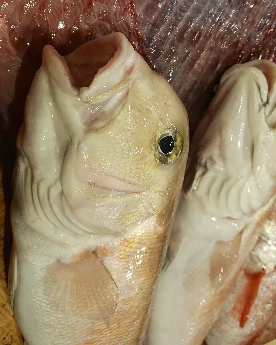 本日も新鮮なもの色々入荷しております！