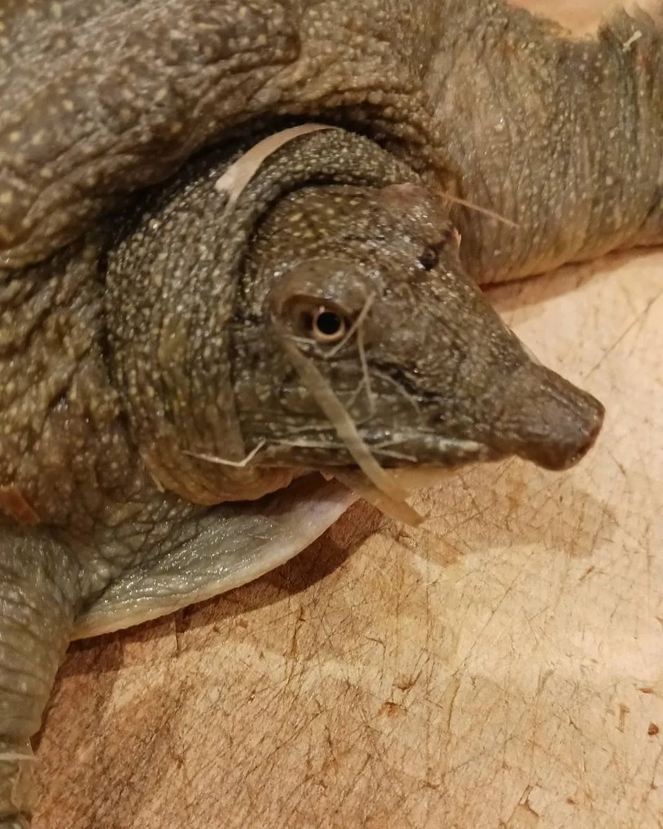 本日も新鮮なもの色々入荷しております！