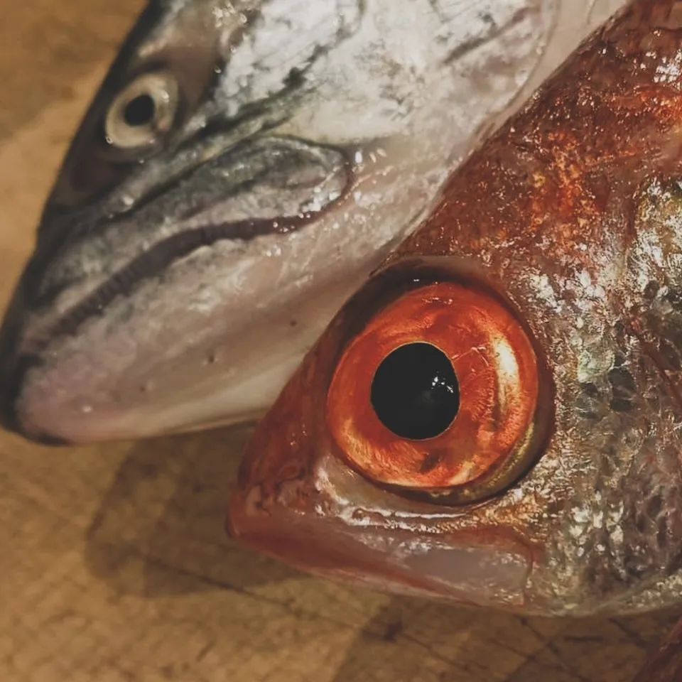 新入荷の日本酒