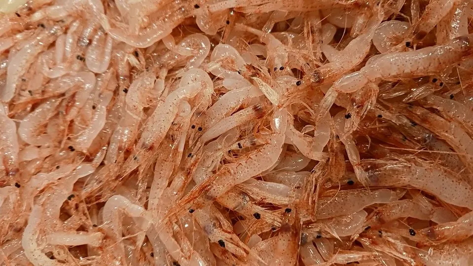 本日も新鮮な食材色々入荷しております！