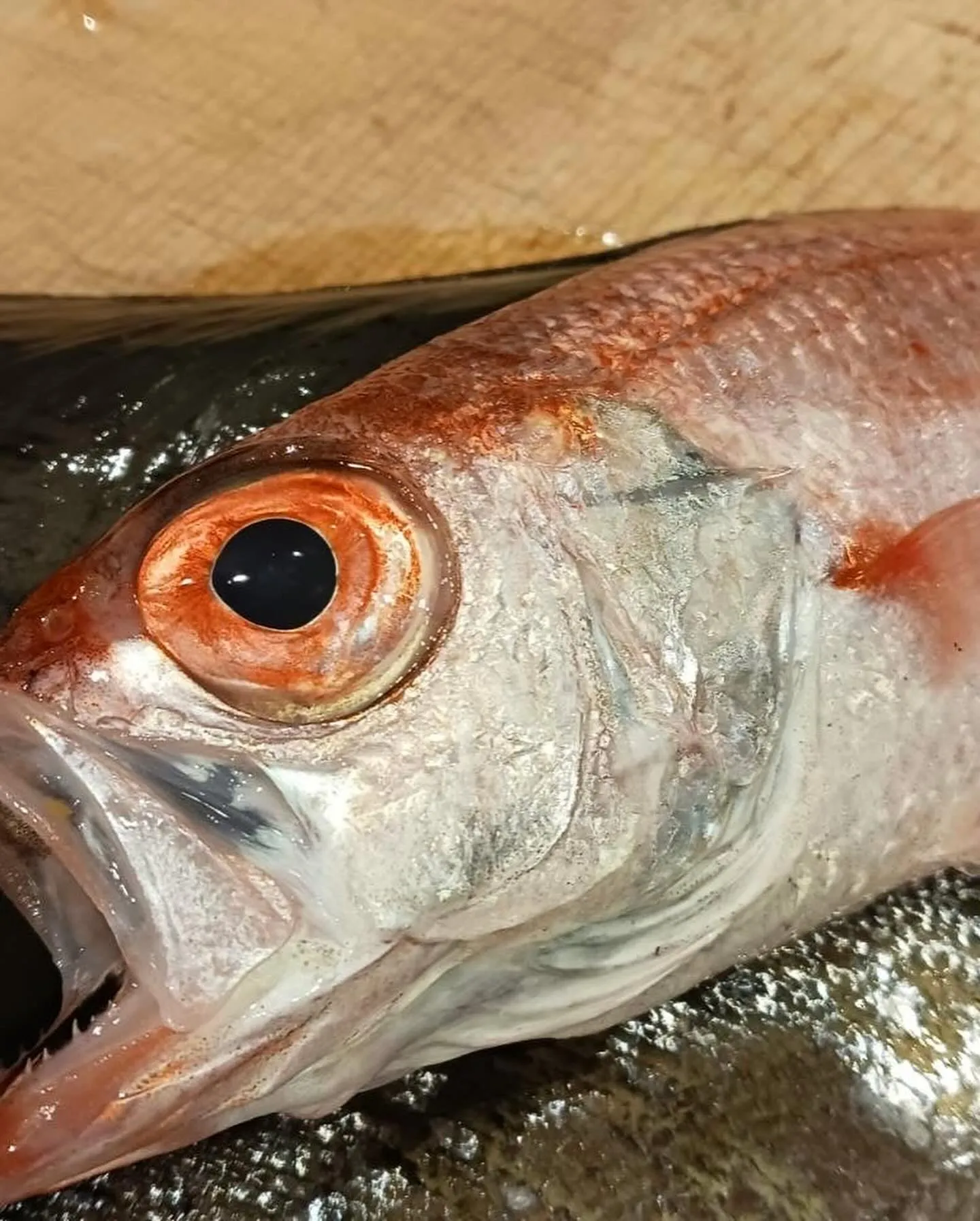 【炙り北海ダコとウドのぬた和え】