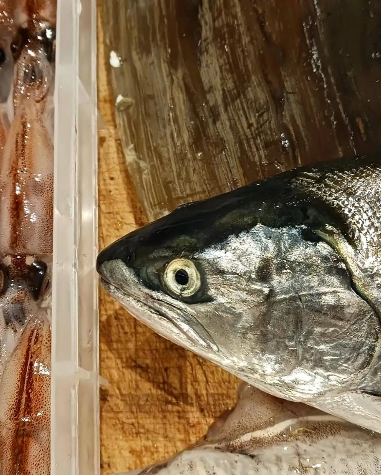 【炙り北海ダコとウドのぬた和え】