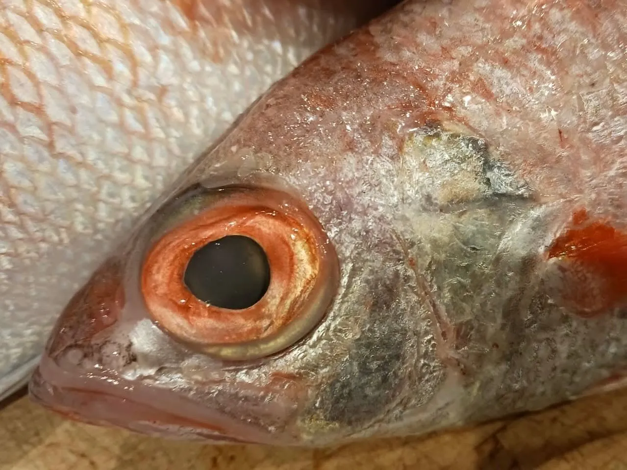 【稚鮎と季節野菜の天婦羅】