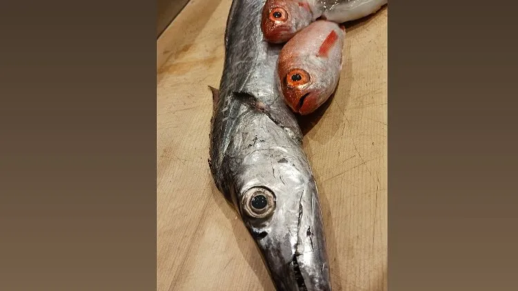 最近、初夏の陽気が続いていますね！