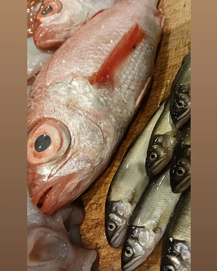 稚鮎、太刀魚、北海ダコ、のどぐろ、甲烏賊