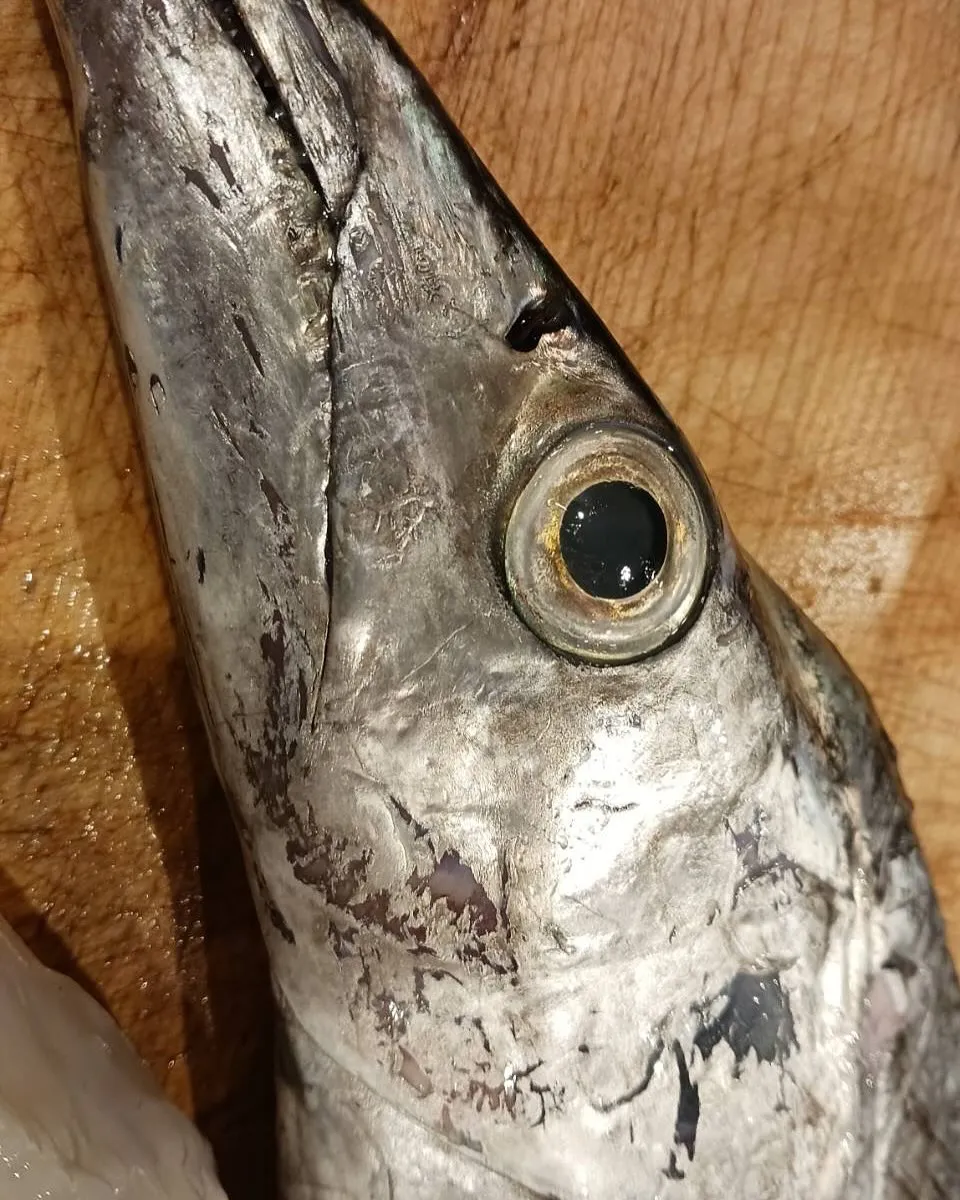 稚鮎、太刀魚、北海ダコ、のどぐろ、甲烏賊