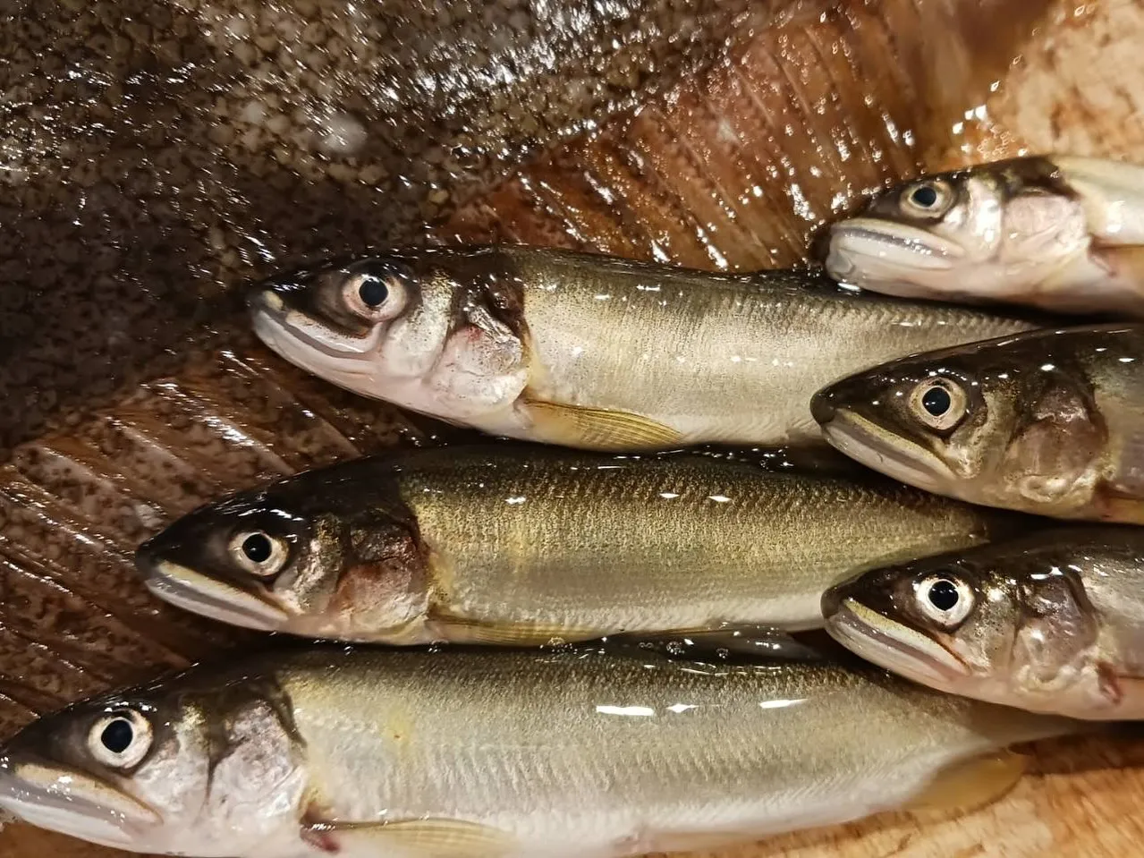 本鮪 ~新玉ねぎたまり漬け~