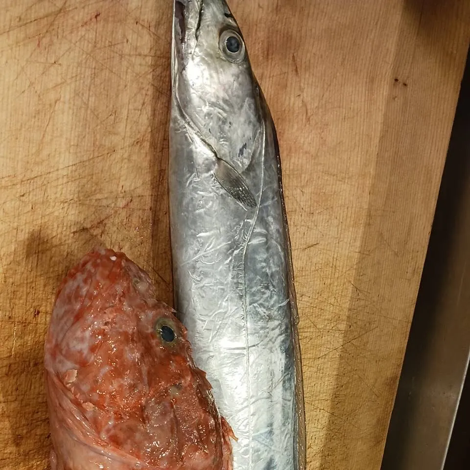 本日オススメの日本酒