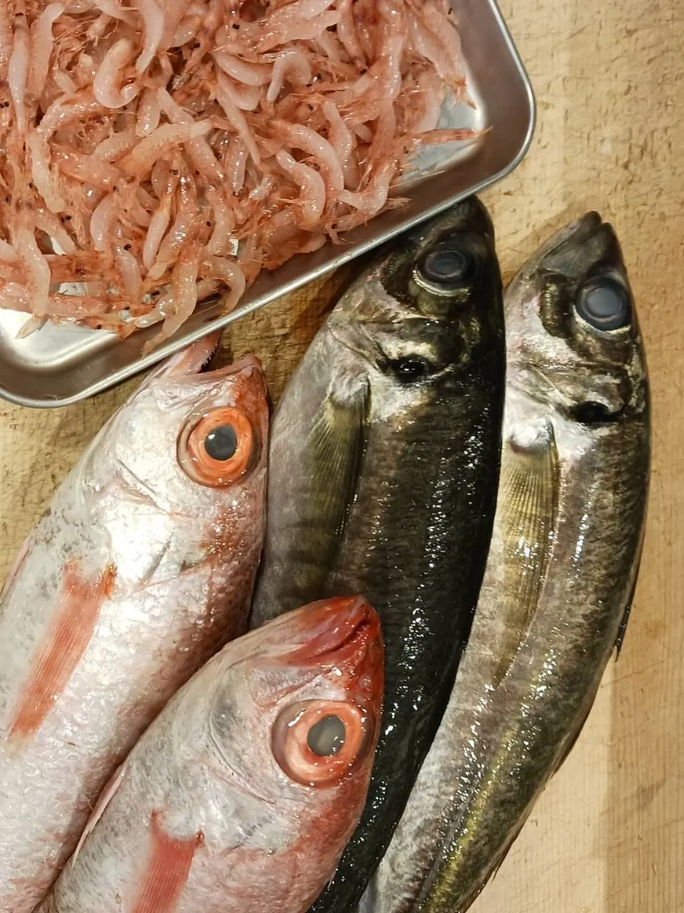 本日オススメの日本酒