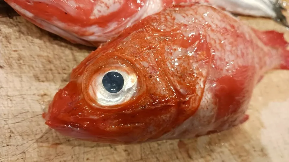 本日オススメの日本酒