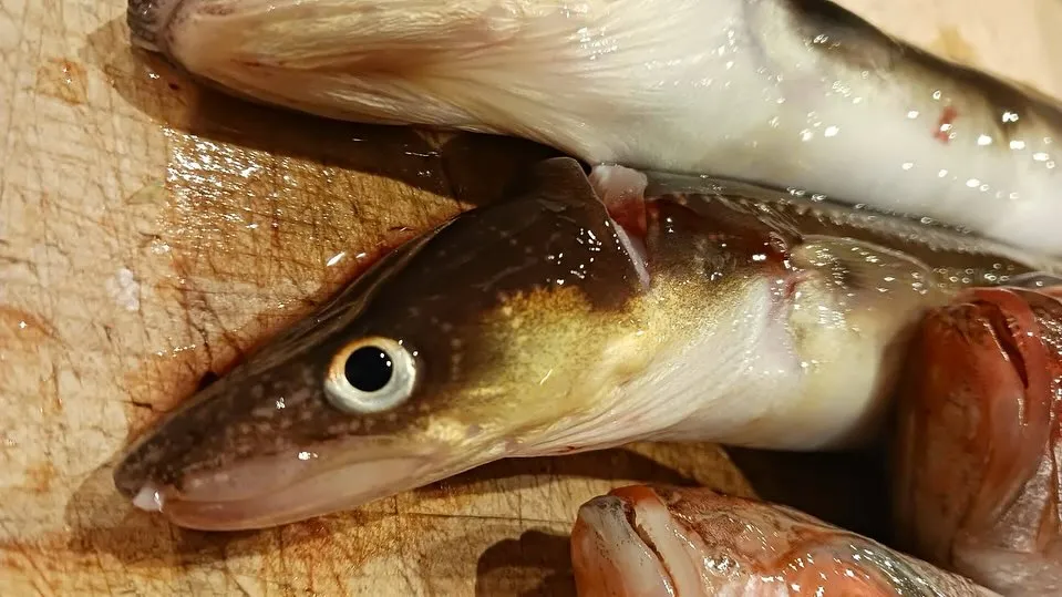 本日オススメの日本酒