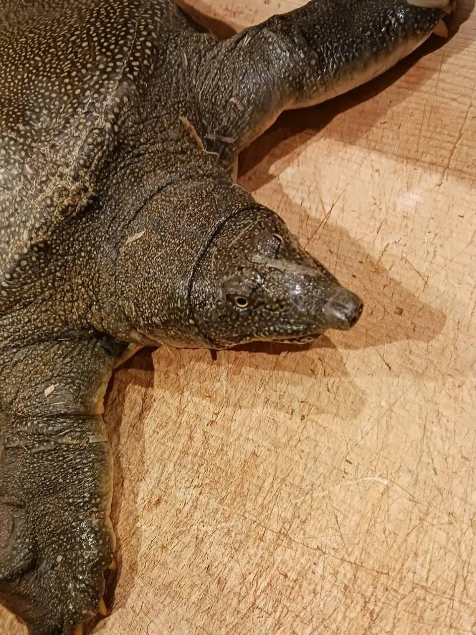 【桜海老と新生姜の炊き込みご飯】