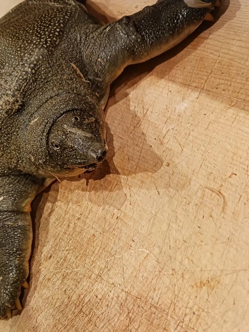 【桜海老と新生姜の炊き込みご飯】