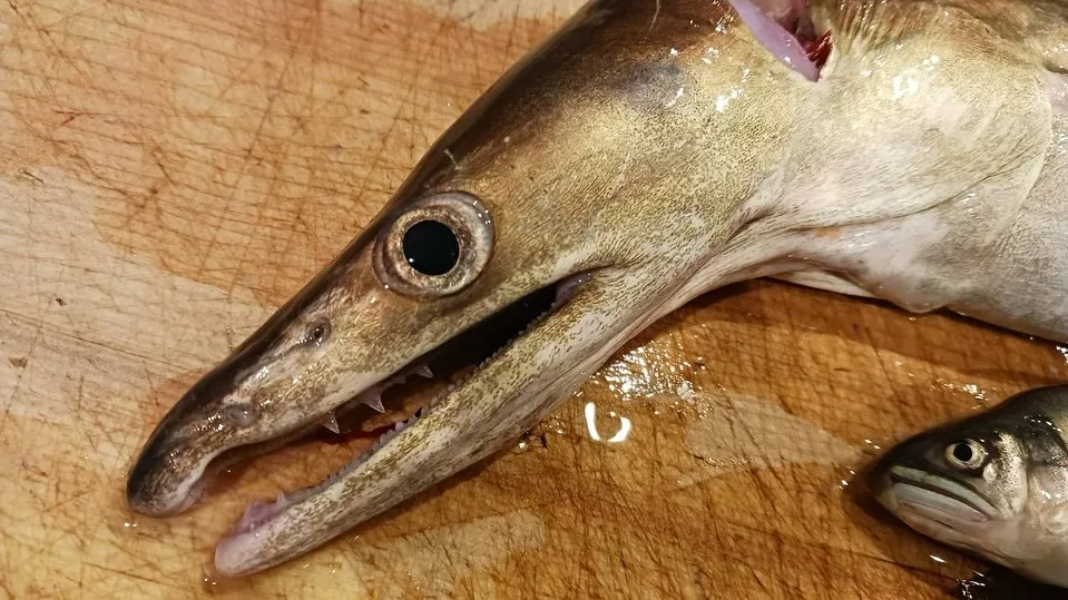 本日も新鮮な食材たくさん仕入れてます！