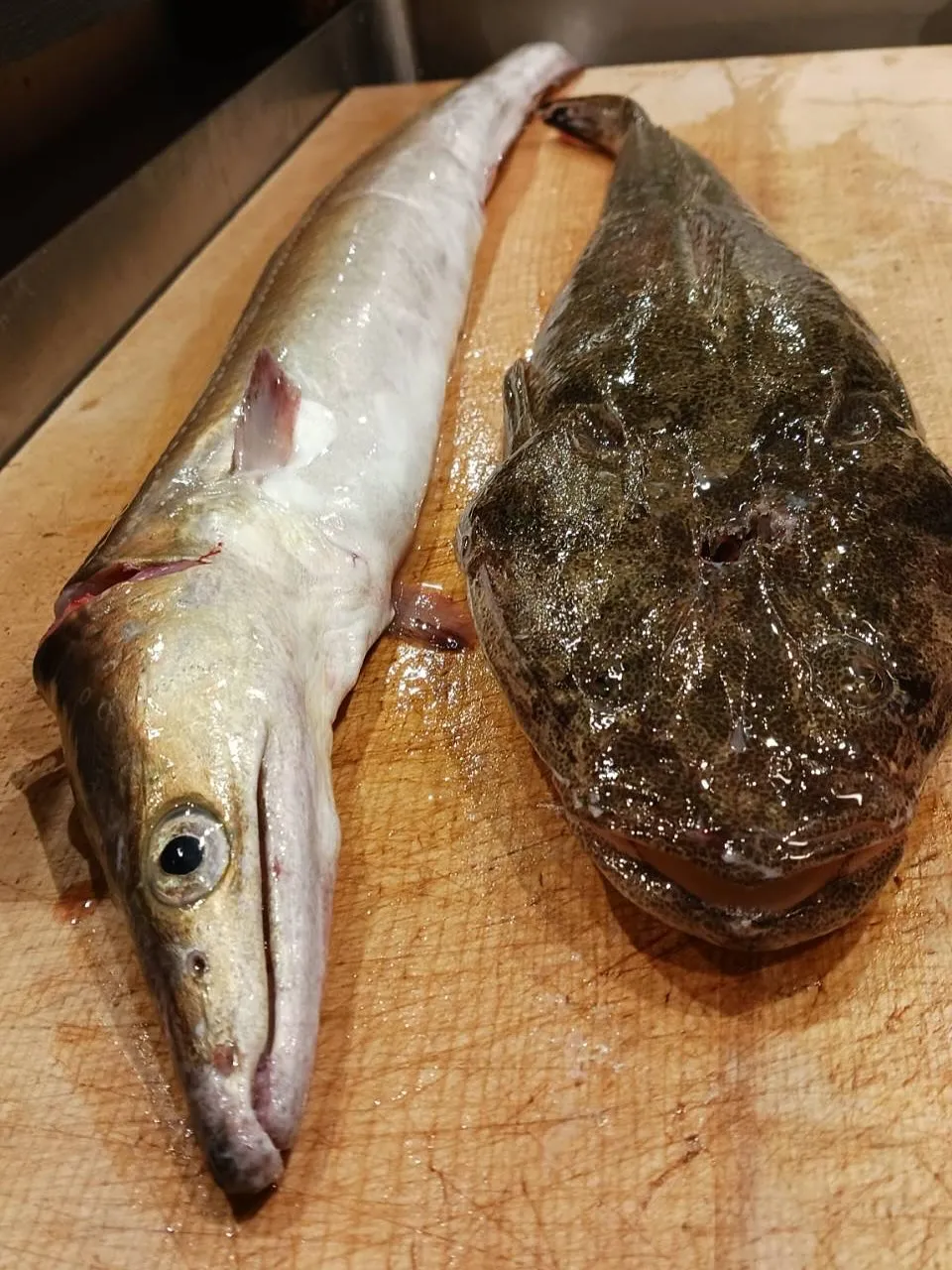 本日からお刺身にコチが入ります。