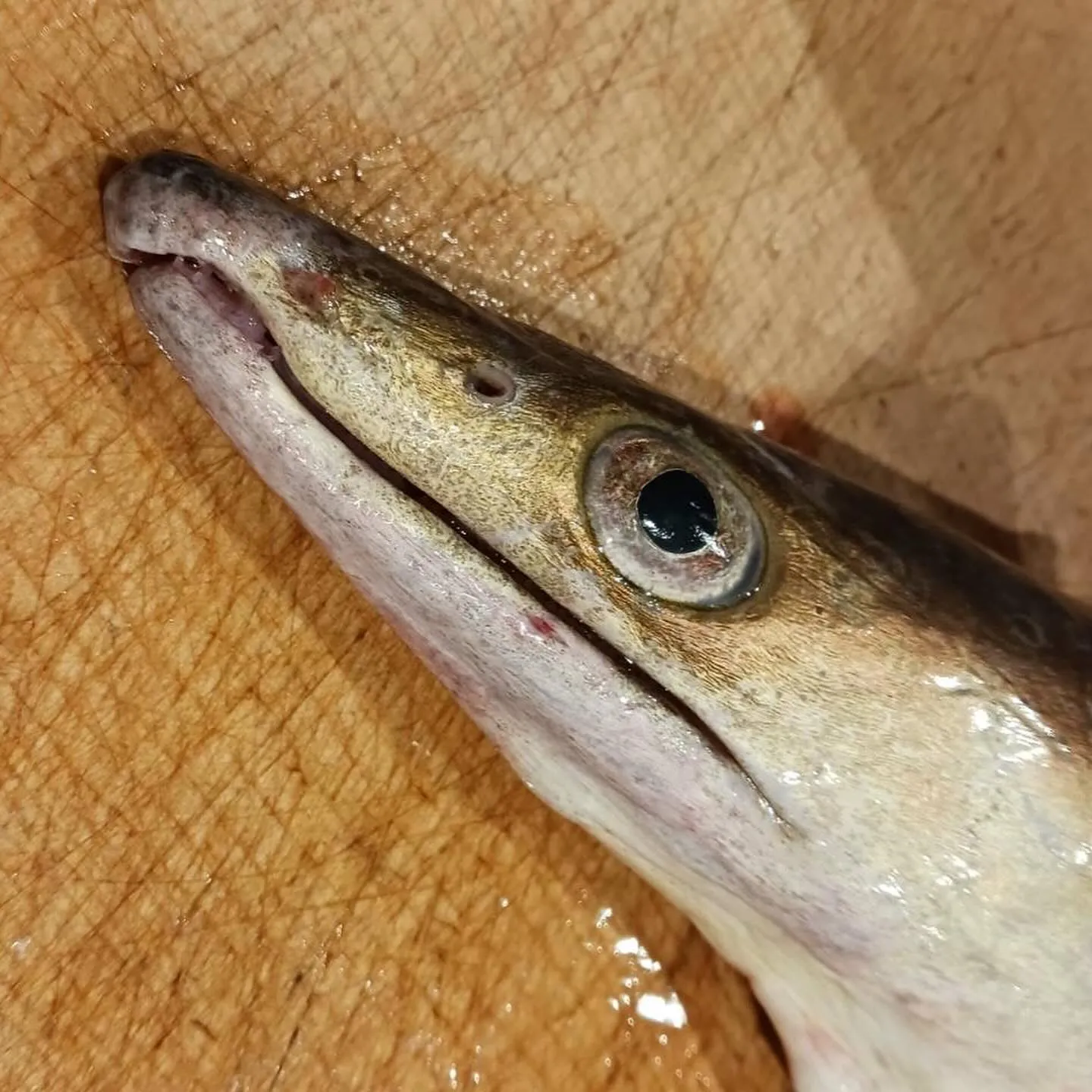 本日からお刺身にコチが入ります。