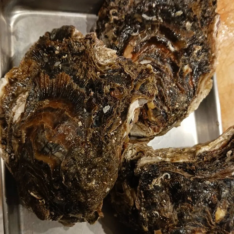 本日からお刺身にコチが入ります。