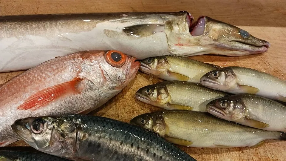 ハモ、鮎、のどぐろ、鰯、岩牡蠣