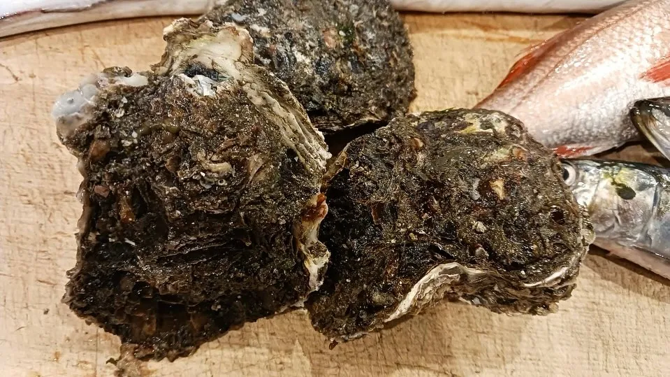 ハモ、鮎、のどぐろ、鰯、岩牡蠣