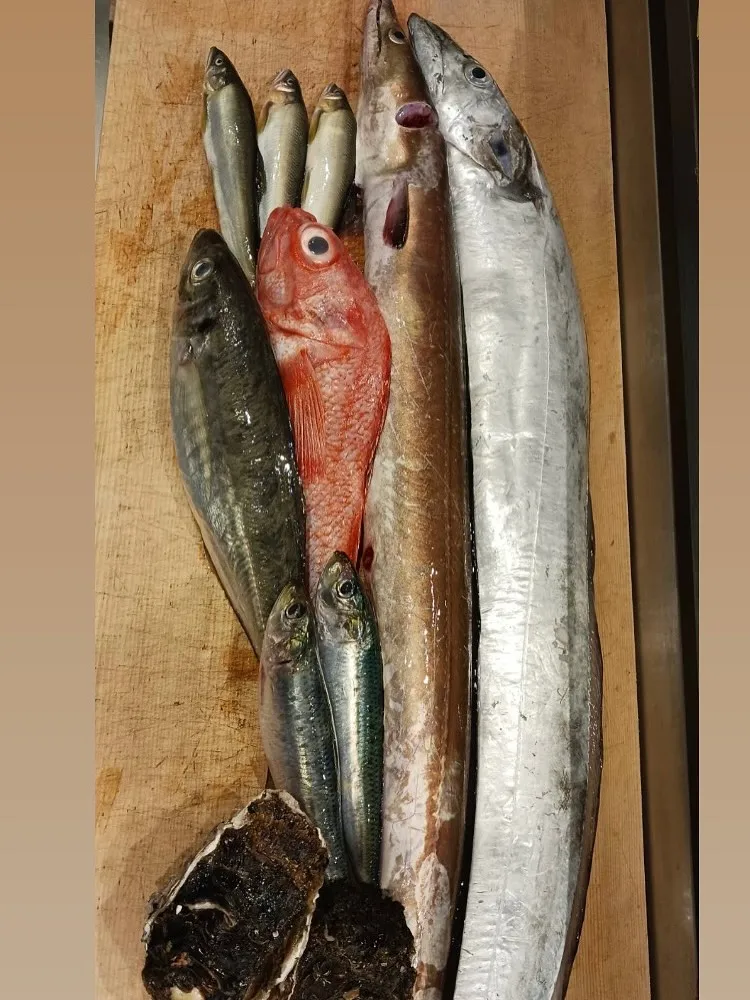 本日も新鮮な食材色々仕入れてます！