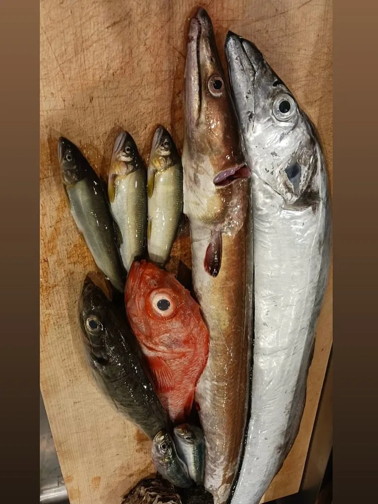 本日も新鮮な食材色々仕入れてます！