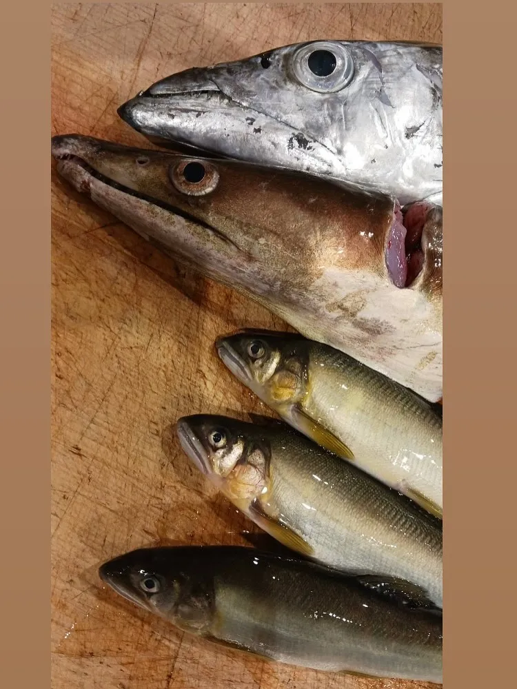 本日も新鮮な食材色々仕入れてます！