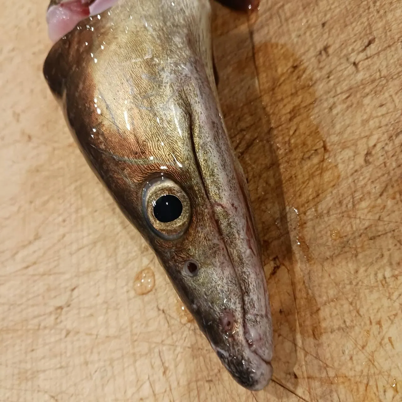 本日オススメの日本酒