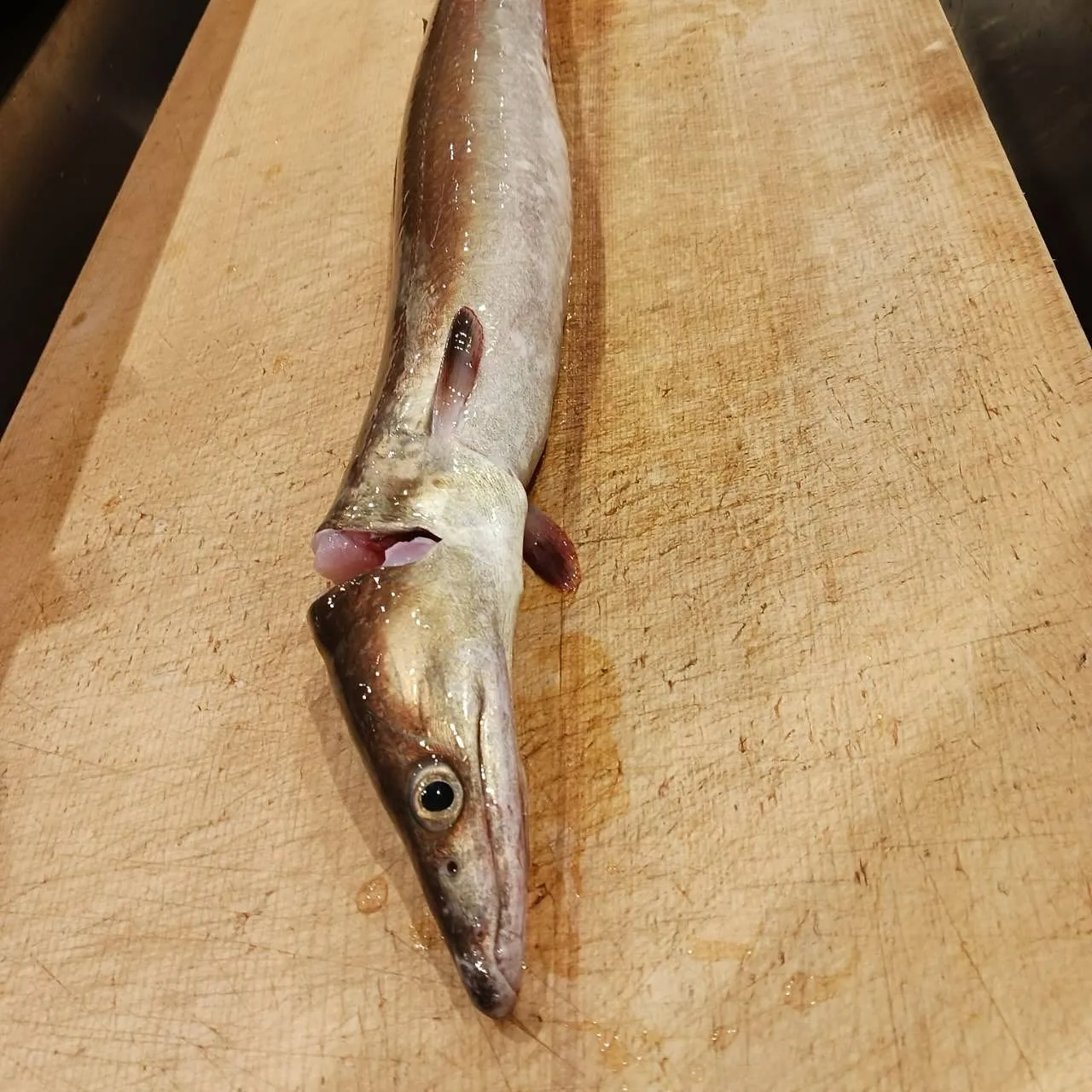 本日オススメの日本酒