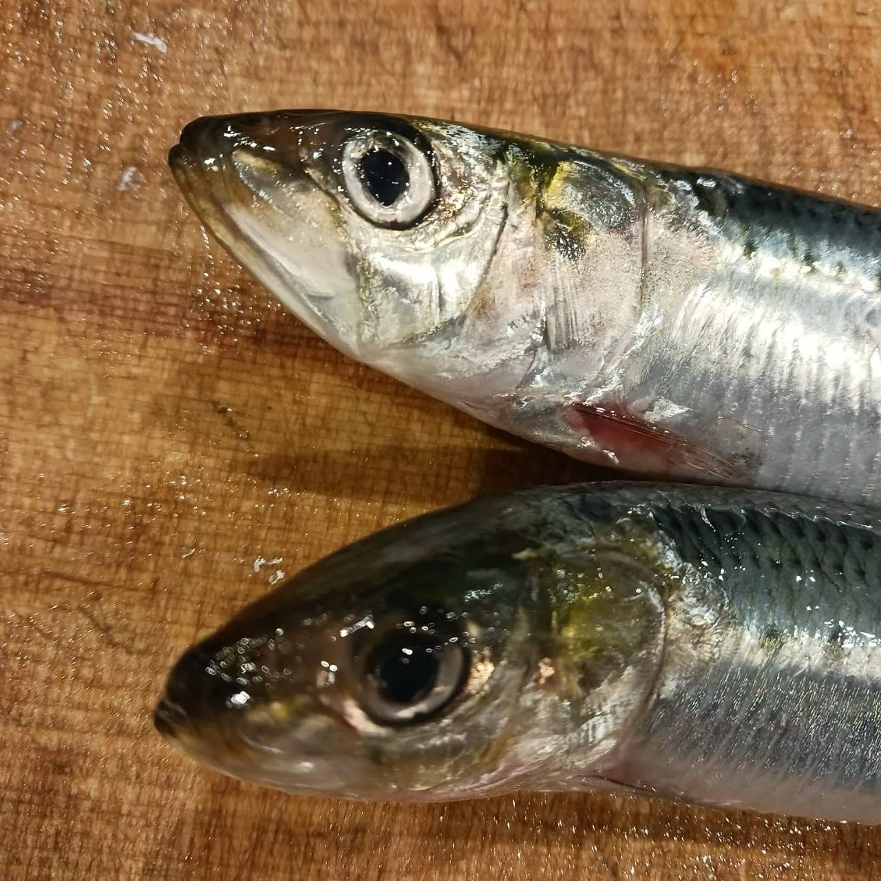 本日オススメの日本酒