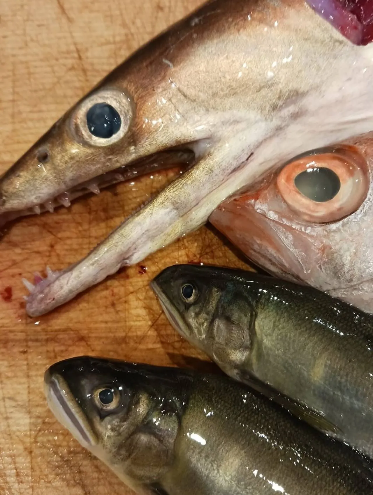 本日オススメの日本酒