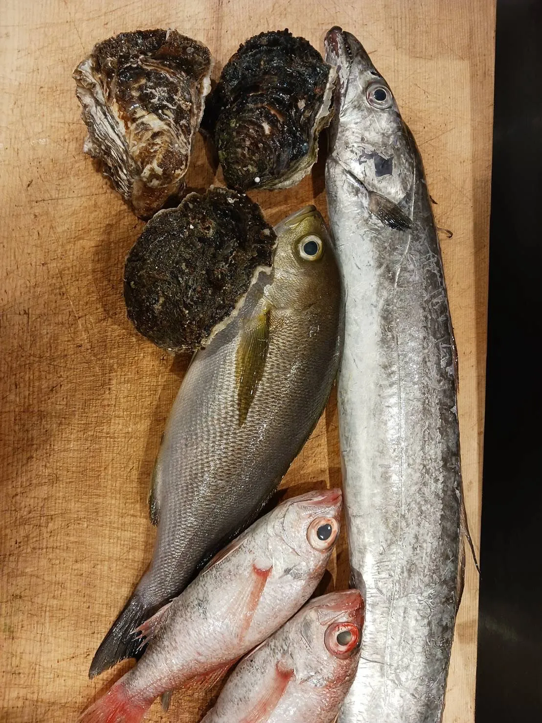 本日からお造りにイサキが加わります🐟