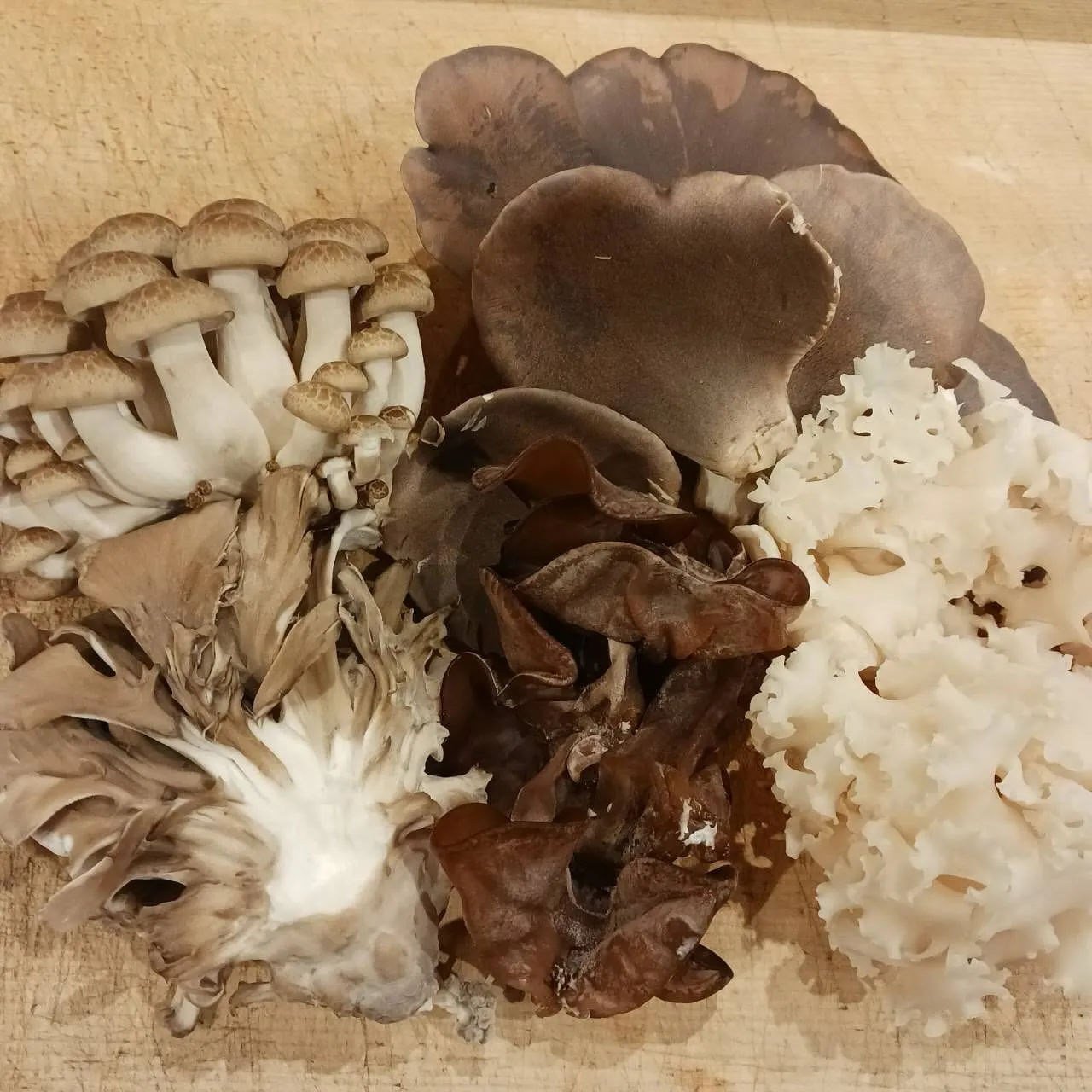 本日から営業再開します！