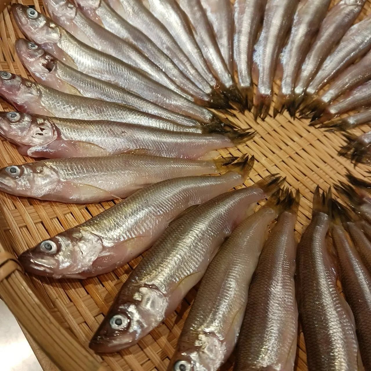 本日から本ししゃも一夜干し