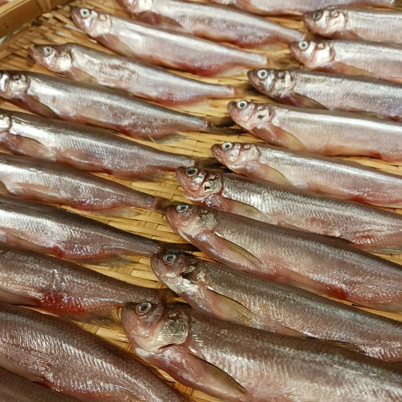 本ししゃもの一夜干し